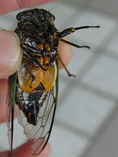 クマゼミ （わくわく 55ページ） | 弘子の写真館