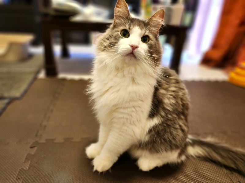 初めまして、こむぎちゃん | ミータねこ日記
