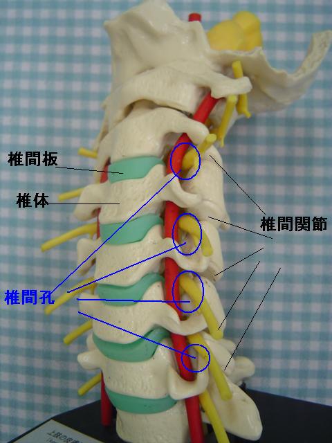 上半身の痛みでわかってきたこと | 赤坂整形外科