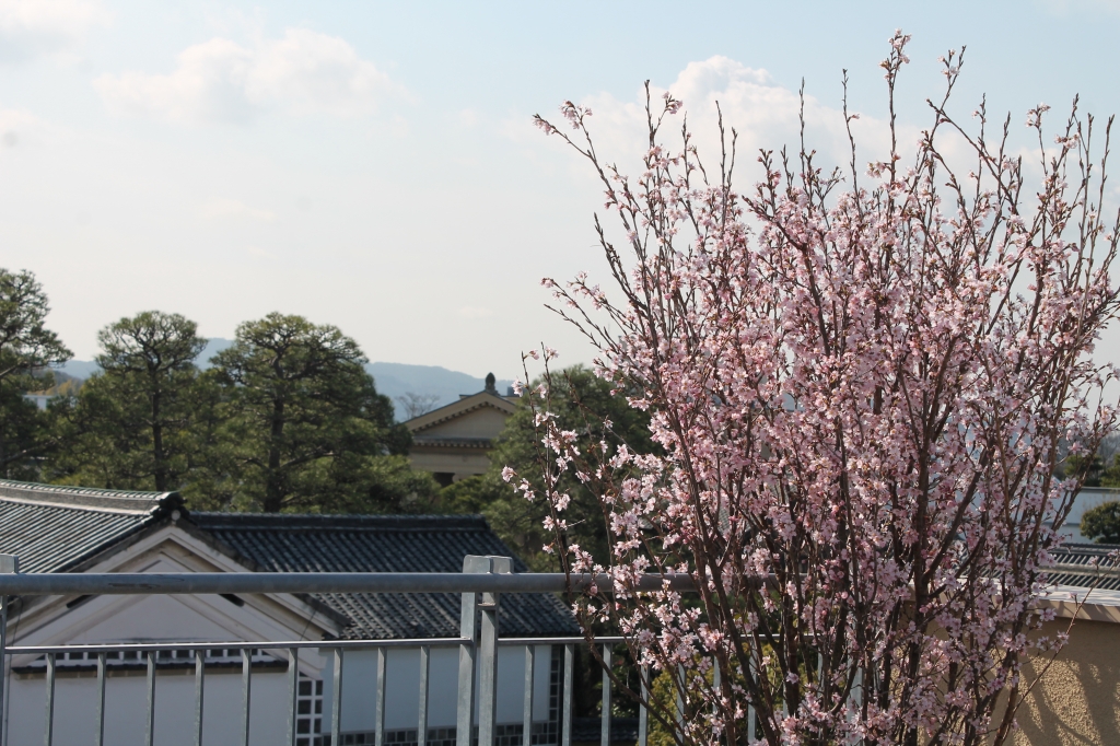 13周年の桜