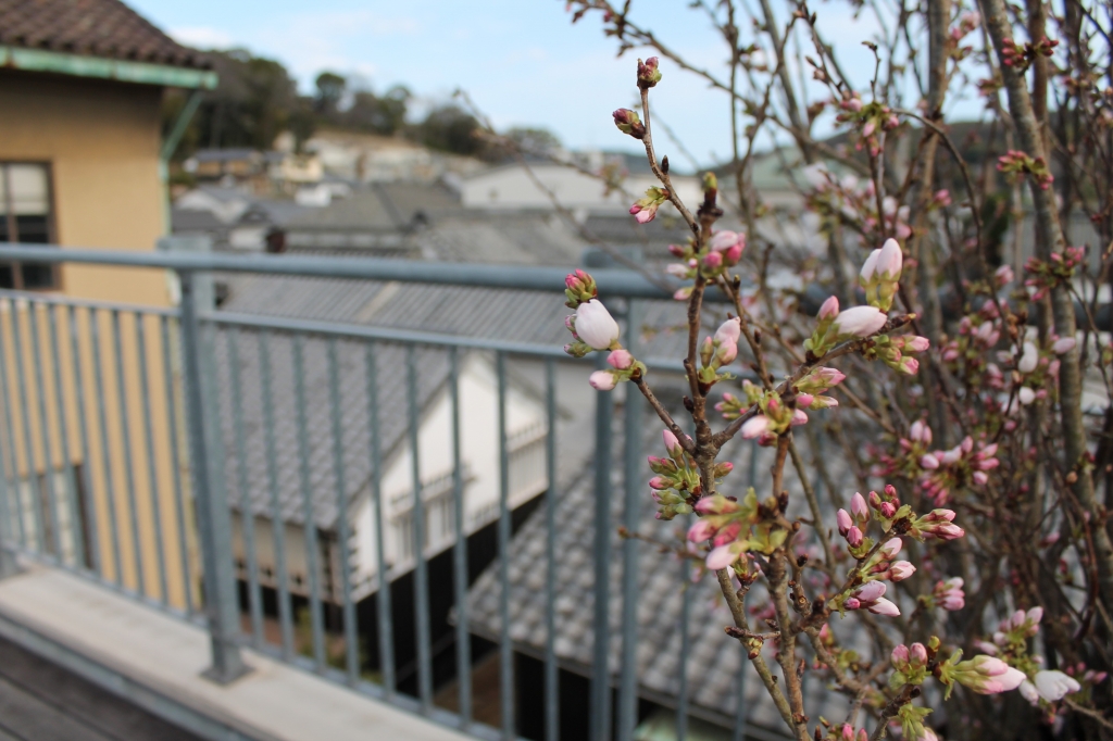 14周年の桜
