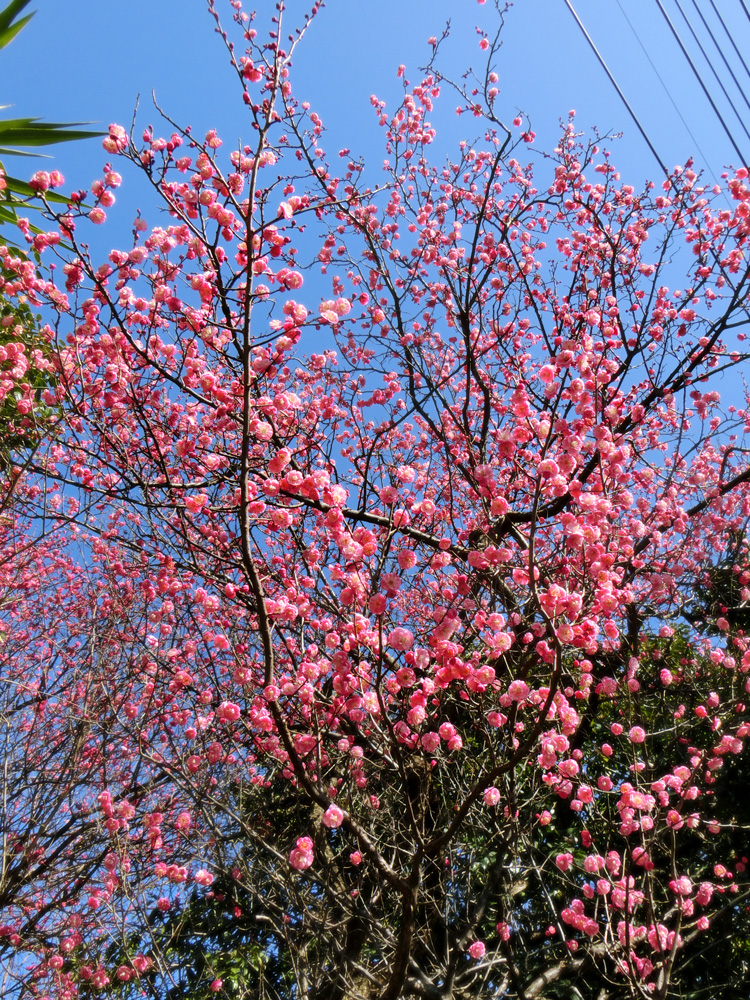 ピンクの紅梅と椿 2020.2月上旬撮影〈路上観賞の花〉 | K U R A D A S H I