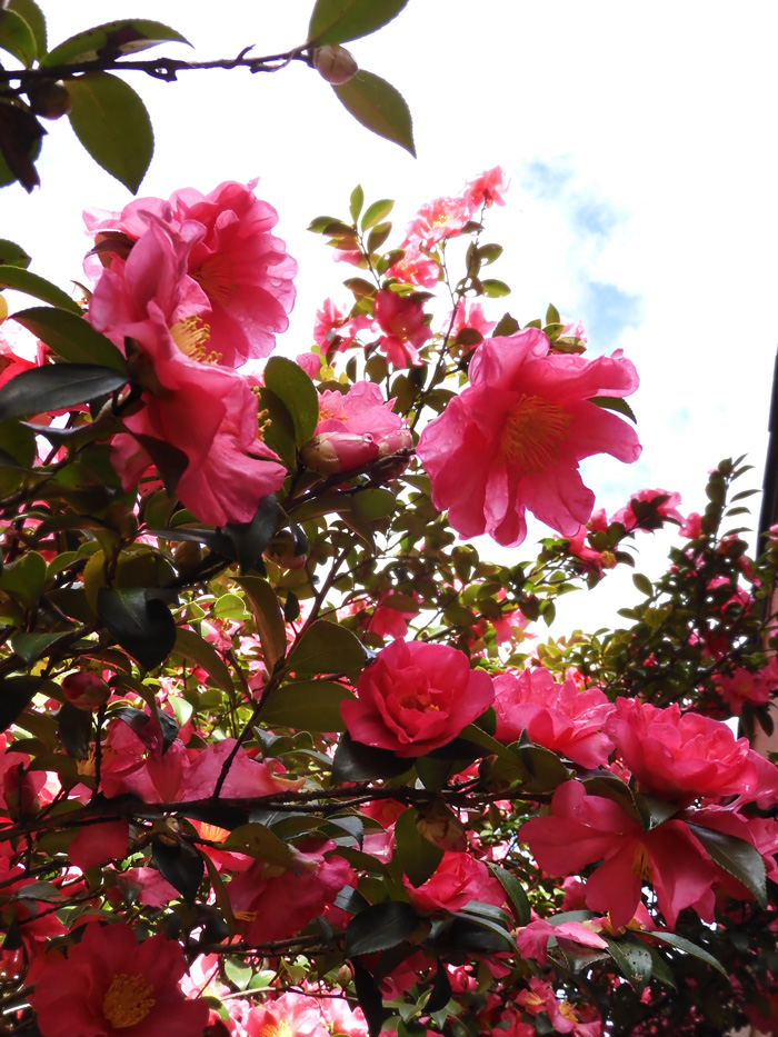 寒椿系サザンカ 2020.12月上旬撮影の花〈公園の樹木観賞〉 | K U R A D A S H I
