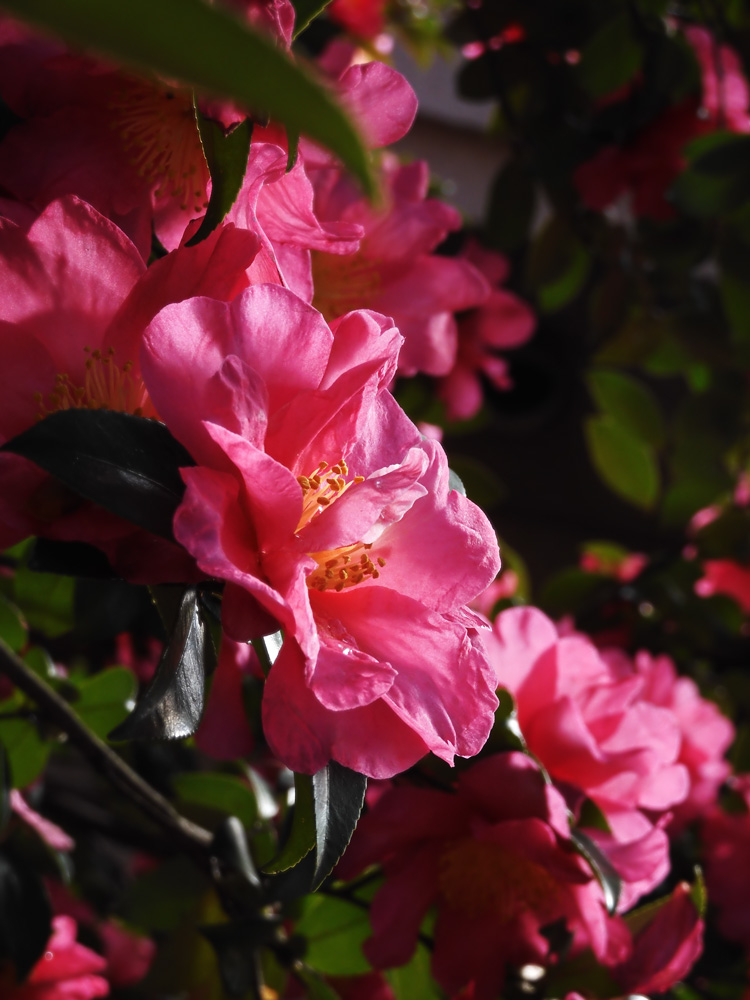 寒椿系サザンカ 2020.12月上旬撮影の花〈公園の樹木観賞〉 | K U R A D A S H I