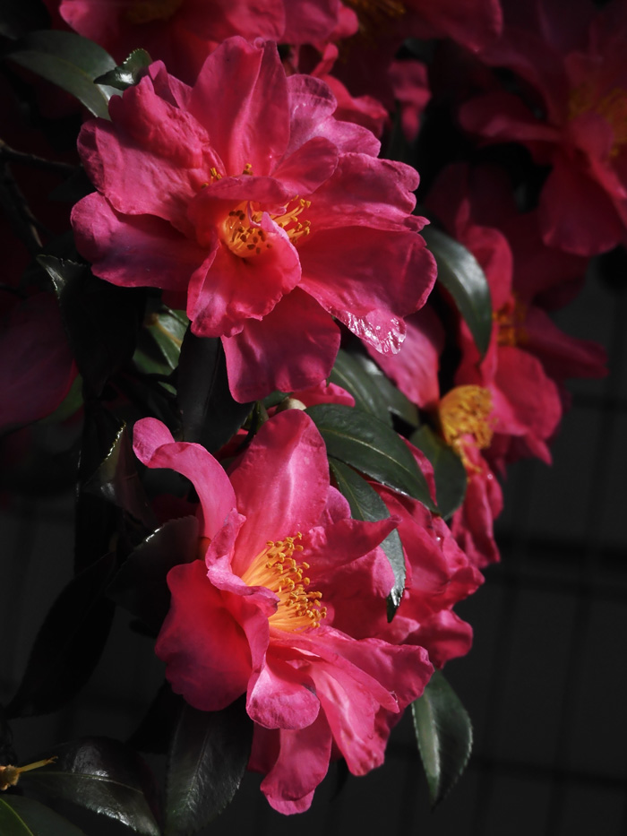寒椿系サザンカ 2020.12月上旬撮影の花〈公園の樹木観賞〉 | K U R A D A S H I