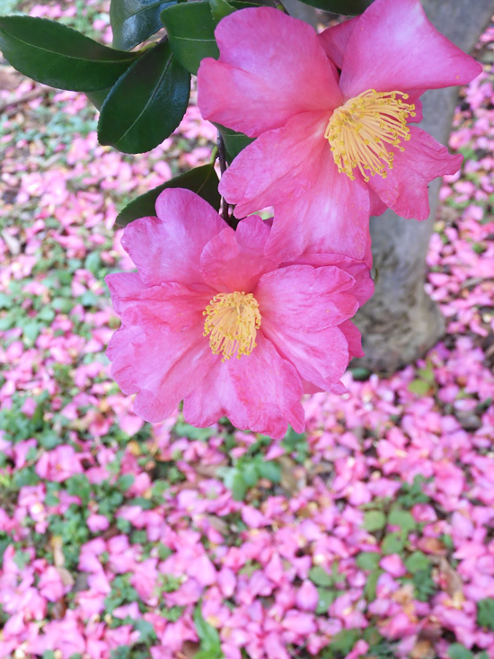 寒椿系サザンカ 2020.12月上旬撮影の花〈公園の樹木観賞〉 | K U R A D A S H I