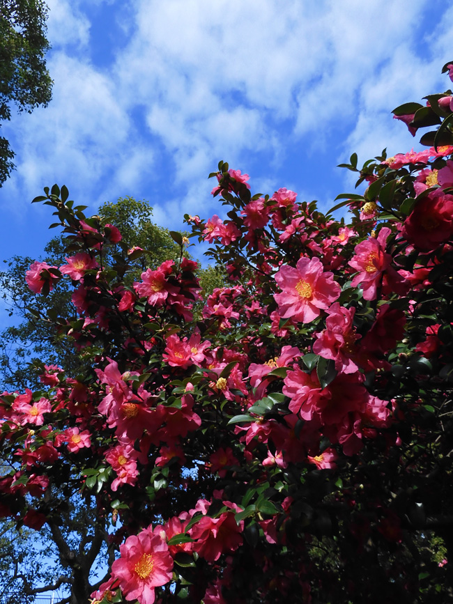 寒椿系サザンカ 2020.12月上旬撮影の花〈公園の樹木観賞〉 | K U R A D A S H I