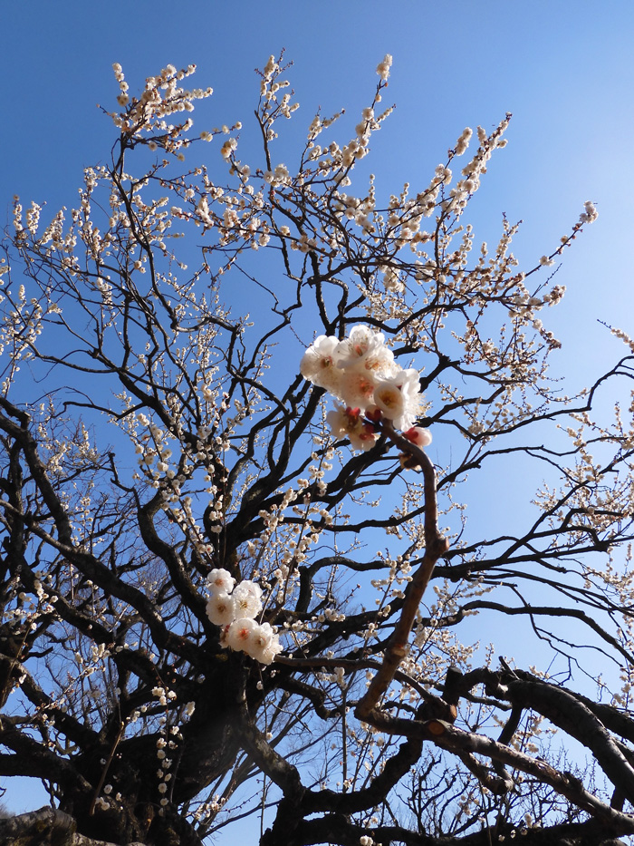 小金井公園の梅林 満開になった白梅「古城の春に似る」 2021.2月中旬と2020.2月下旬撮影・比較 | K U R A D A S H I