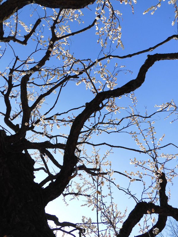 小金井公園の梅林 満開になった白梅「古城の春に似る」 2021.2月中旬と2020.2月下旬撮影・比較 | K U R A D A S H I