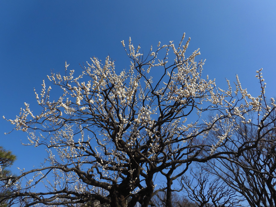 小金井公園の梅林 満開になった白梅「古城の春に似る」 2021.2月中旬と2020.2月下旬撮影・比較 | K U R A D A S H I