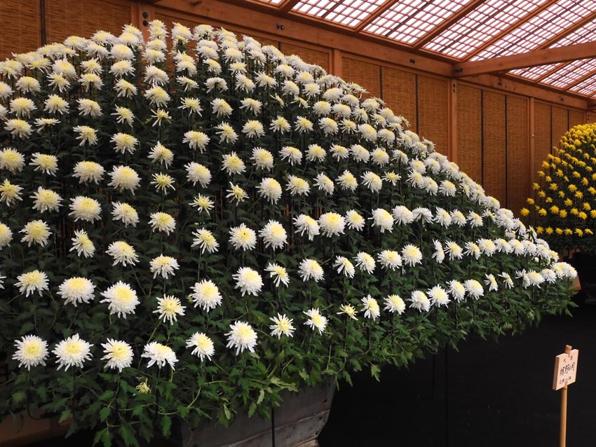 新宿御苑 菊花壇展 2023【懸崖作り花壇】【大作り花壇】豪華絢爛にして壮大な菊の仕立て方に驚く！ | K U R A D A S H I