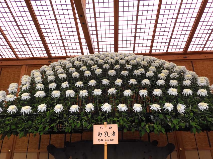 新宿御苑 菊花壇展 2023【懸崖作り花壇】【大作り花壇】豪華絢爛にして壮大な菊の仕立て方に驚く！ | K U R A D A S H I