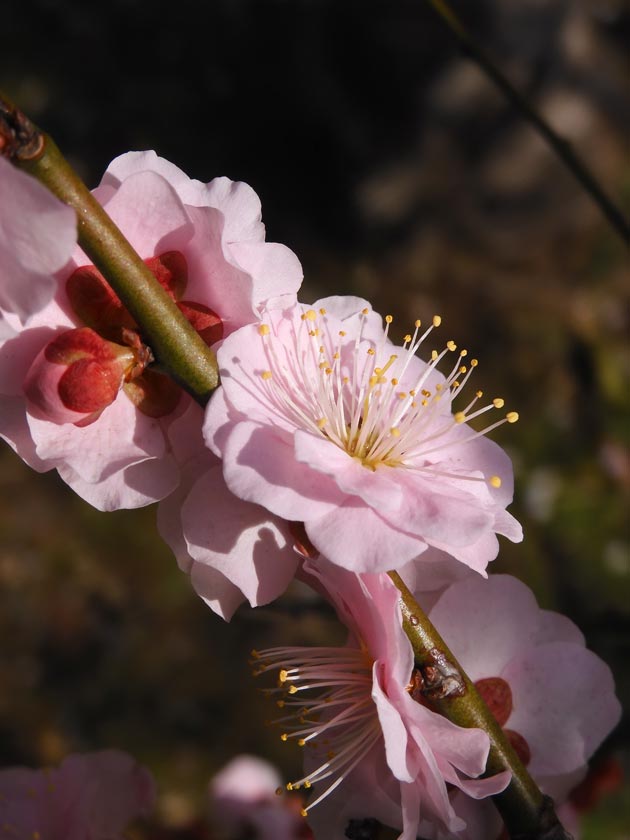 神代植物公園 梅まつり 2024 しだれ梅や紅梅 2月中旬撮影の花梅と実梅 | K U R A D A S H I