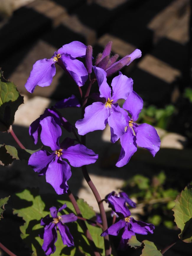 韓国春蘭☆紫覆☆ボヤ☆紫花☆6本 韓国春蘭☆紫覆☆ボヤ☆紫花☆6本