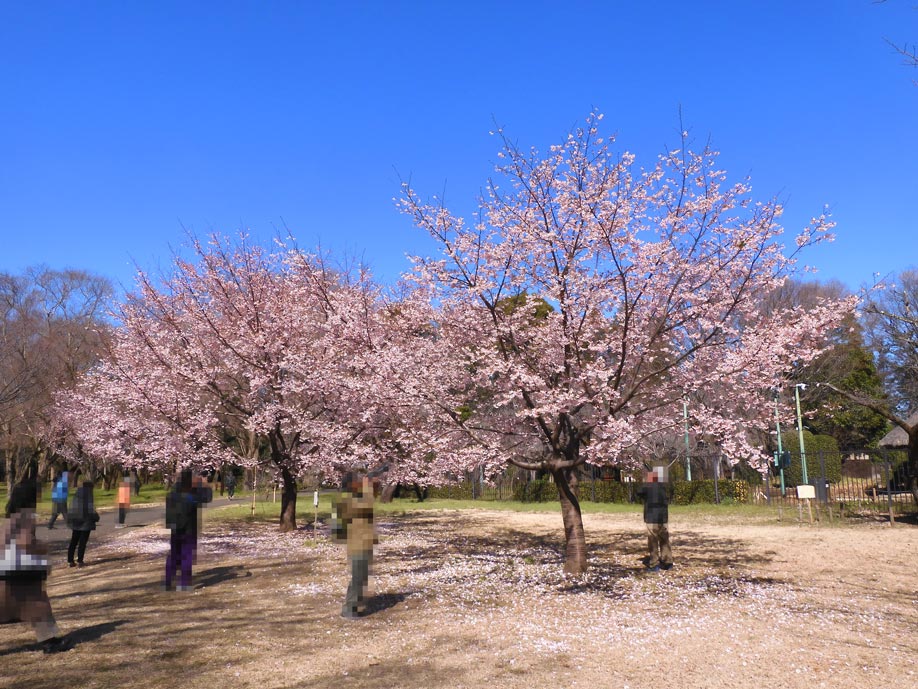 枯れない桜の下で 有里咲　SP ヴァイス サーカス 20th Anniversary SP “恋”した魔法使い 有