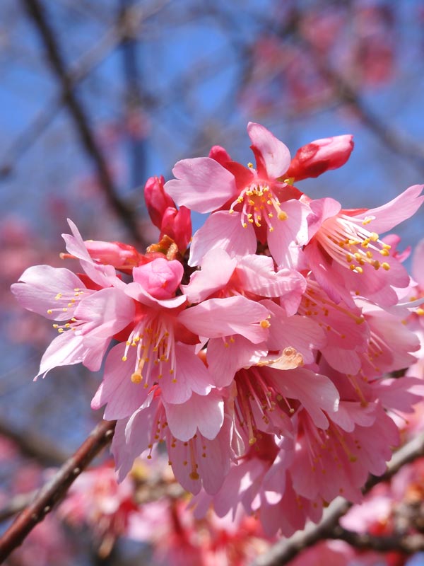 小金井公園の桜「大漁桜」と境緑道“馬の背”から観賞する桜「オカメ