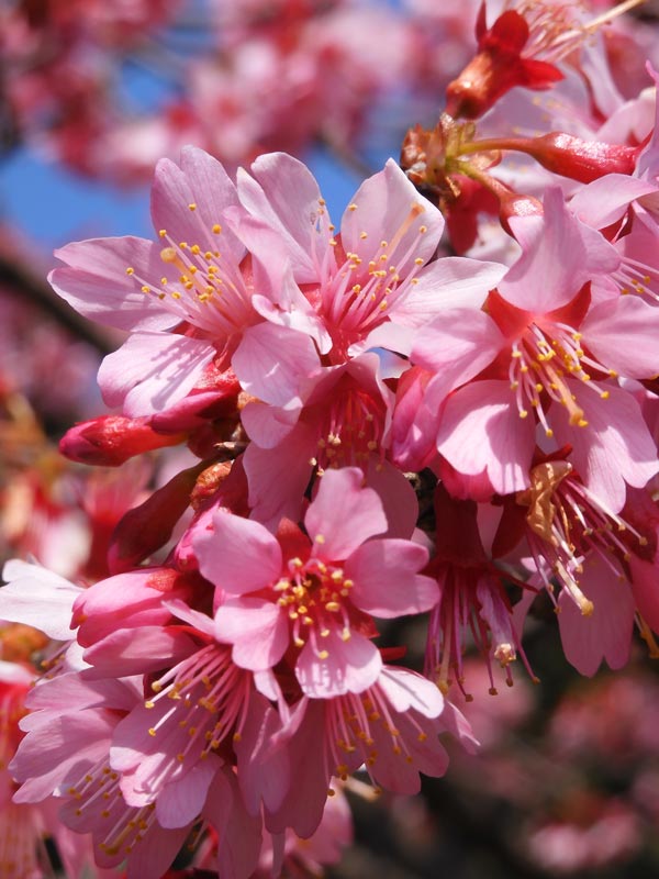 小金井公園の桜「大漁桜」と境緑道“馬の背”から観賞する桜「オカメ