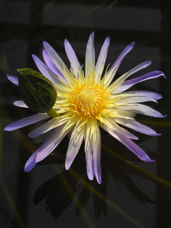 熱帯睡蓮 no.56 神代植物公園 大温室 熱帯スイレン室 2024.3月撮影の花