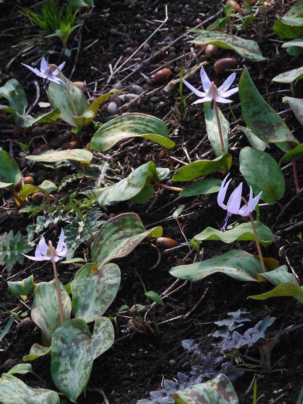 春植物「カタクリ(片栗)」2024 深大寺自然広場・カタクリ自生地(野草園分園)3月下旬開花 | K U R A D A S H I