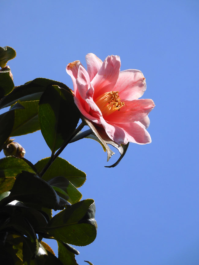 ツバキの花 2024〈神代植物公園 つばき・さざんか園〉3月下旬の ツバキの花 2024〈神代植物公園 つばき・さざんか園〉3月下旬の