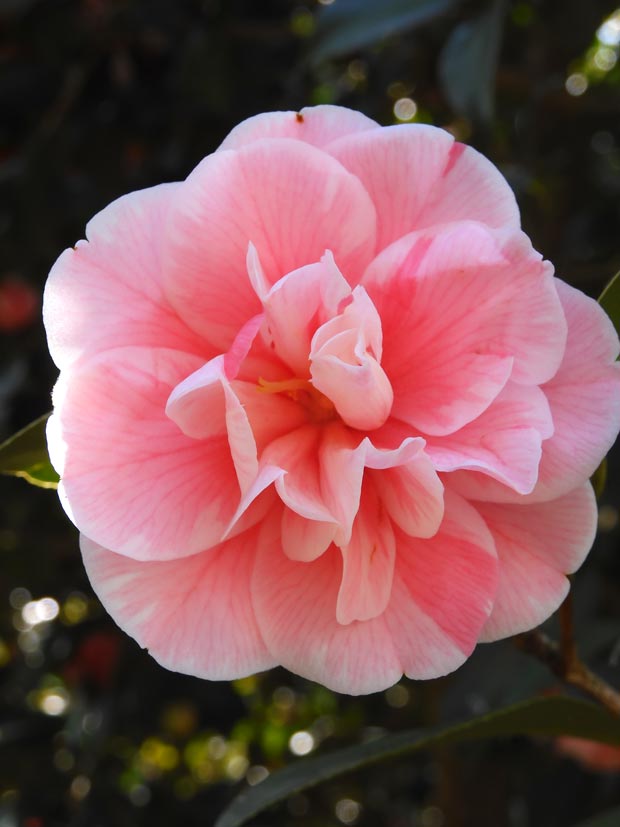 ツバキの花 2024〈神代植物公園 つばき・さざんか園〉3月下旬の ツバキの花 2024〈神代植物公園 つばき・さざんか園〉3月下旬の