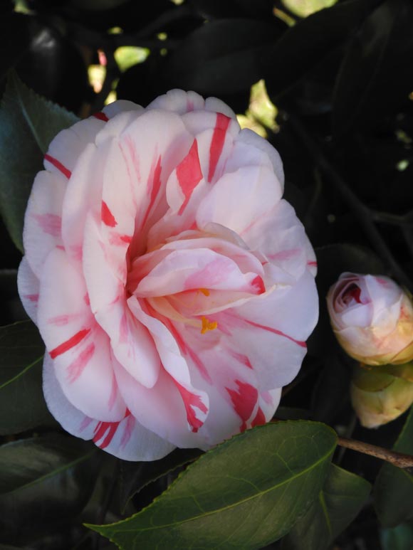 椿町様 ツバキの花 2024〈神代植物公園 つばき・さざんか園〉3月下旬の