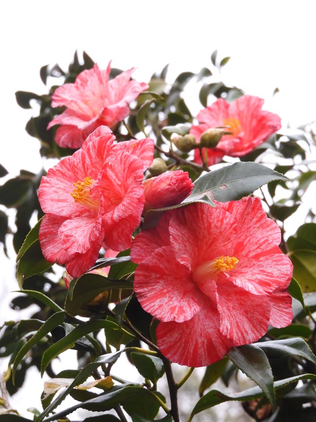 ツバキの花 2024〈神代植物公園 つばき・さざんか園〉3月下旬の