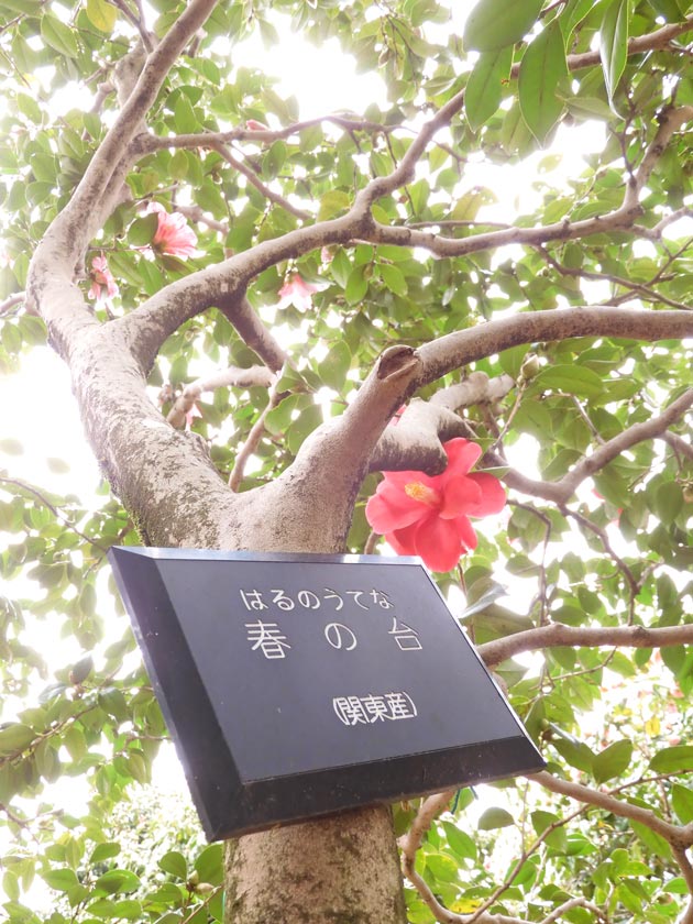 ツバキの花 2024〈神代植物公園 つばき・さざんか園〉3月下旬の