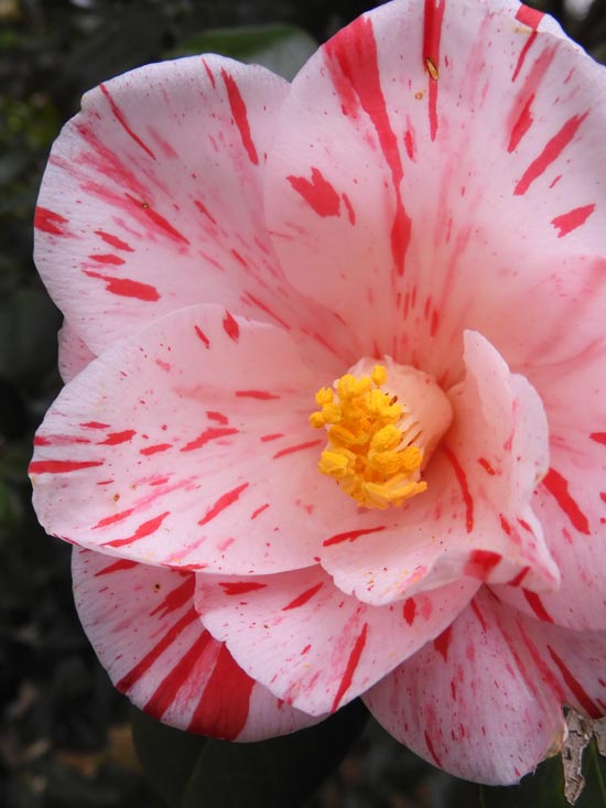 ツバキの花 2024〈神代植物公園 つばき・さざんか園〉3月下旬の