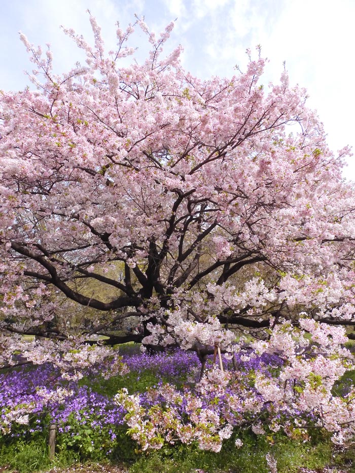 小金井公園の桜 2024〈3〉​“衣通姫に似る”と​大島桜（東側広場の