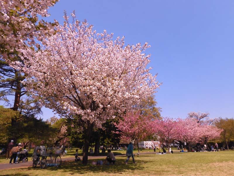 八重桜※プロフ必読 小金井公園の桜 2024〈5〉遅咲きの里桜・八重桜 一葉、紅華