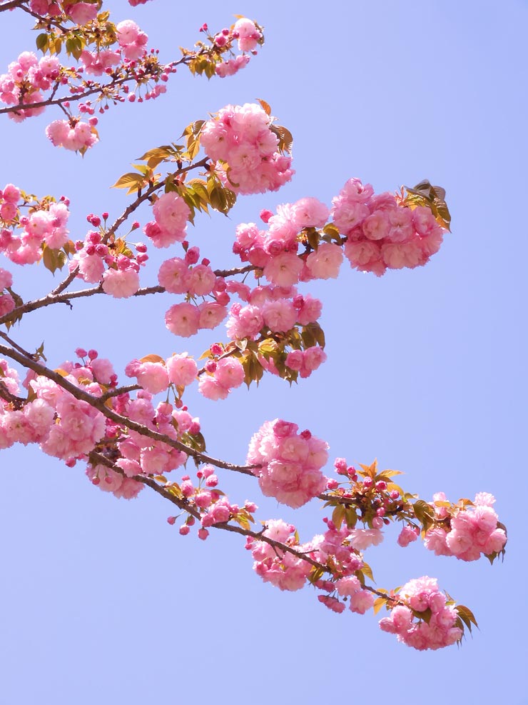 小金井公園の桜 2024〈5〉遅咲きの里桜・八重桜 一葉、紅華、花笠 4月