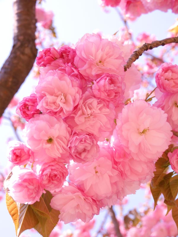 小金井公園の桜 2024〈5〉遅咲きの里桜・八重桜 一葉、紅華、花笠 4月