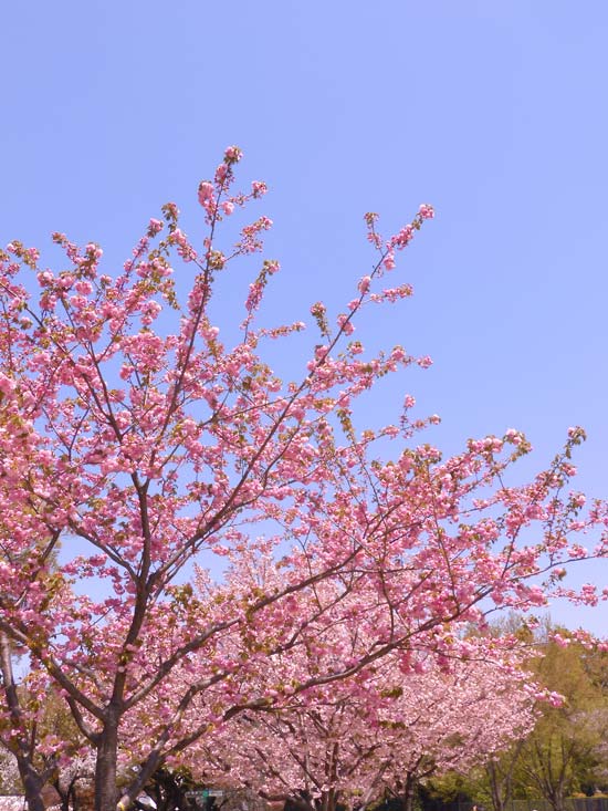 小金井公園の桜 2024〈5〉遅咲きの里桜・八重桜 一葉、紅華、花笠 4月