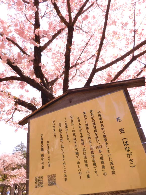 里桜 小金井公園の桜 2024〈5〉遅咲きの里桜・八重桜 一葉、紅華