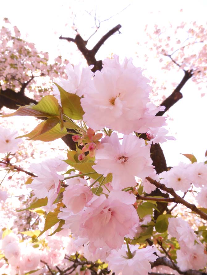 八重桜※プロフ必読 小金井公園の桜 2024〈5〉遅咲きの里桜・八重桜 一葉、紅華