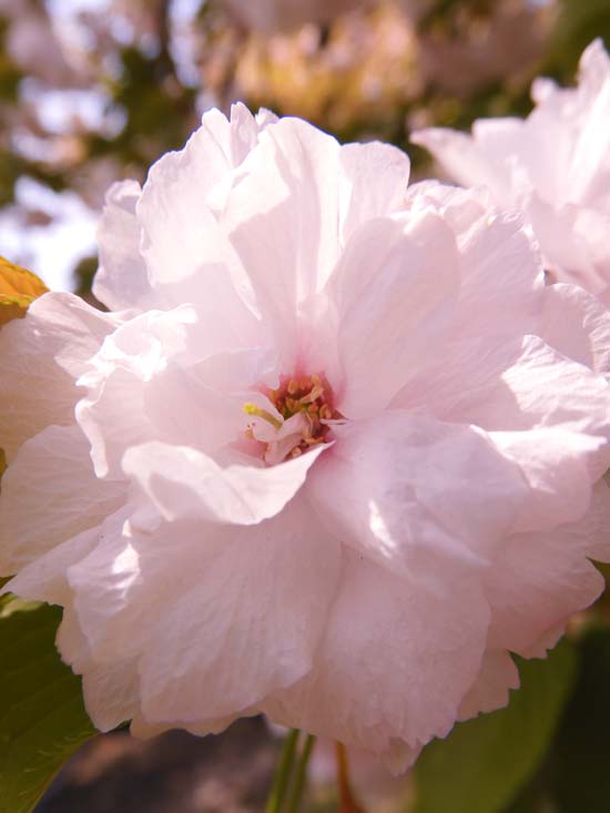 小金井公園の桜 2024〈5〉遅咲きの里桜・八重桜 一葉、紅華、花笠 4月