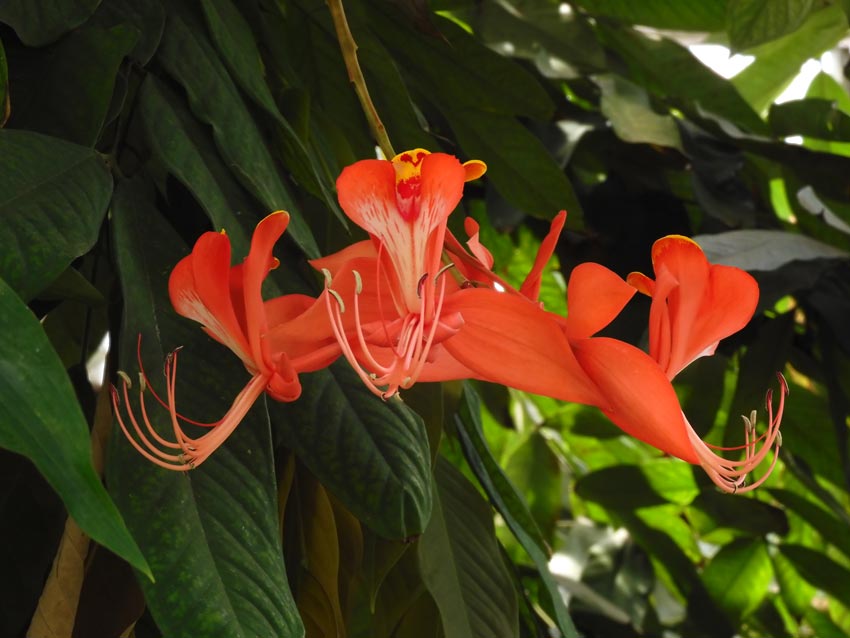 ヨウラクボク（瓔珞木） 2024 「世界一美しい花木」の貴重な開花