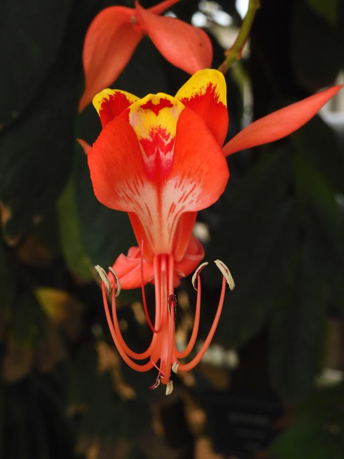 天皇様と四季の花木 ファイル:Birds and flowers of the four seasons.jpg - Wikipedia