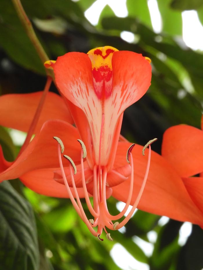 天皇様と四季の花木 四季の山野草（ギオウジギジョザクラ）