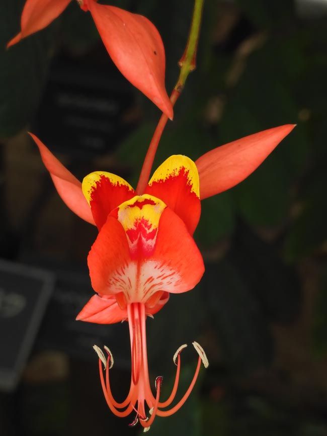 ヨウラクボク（瓔珞木） 2024 「世界一美しい花木」の貴重な開花