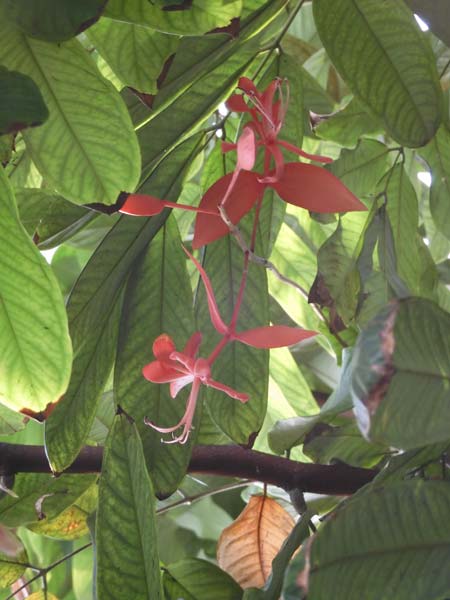 天皇様と四季の花木 ヨウラクボク（瓔珞木） 2024 「世界一美しい花木」の貴重な開花