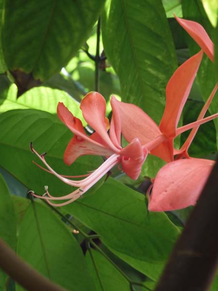 天皇様と四季の花木 ファイル:Birds and flowers of the four seasons.jpg - Wikipedia