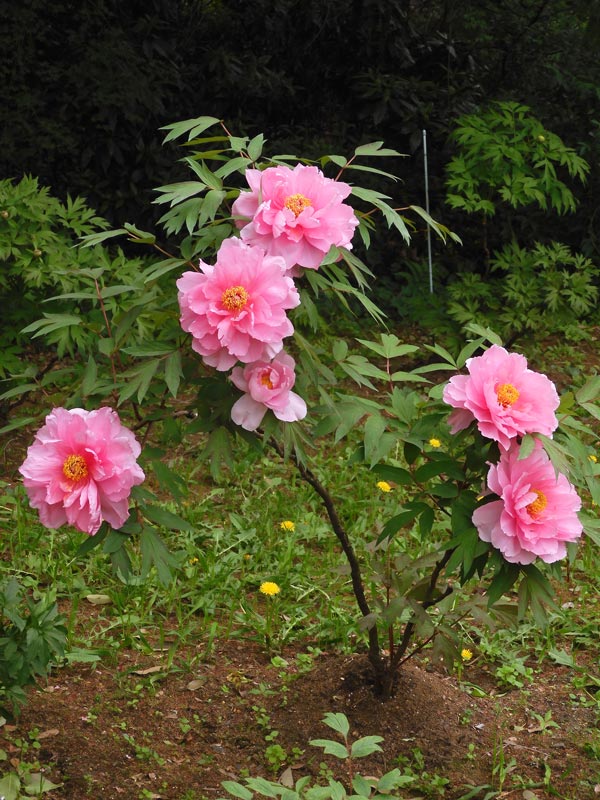 神代植物公園 ぼたん園の牡丹〈1〉八千代椿、島錦、島大臣、八重桜