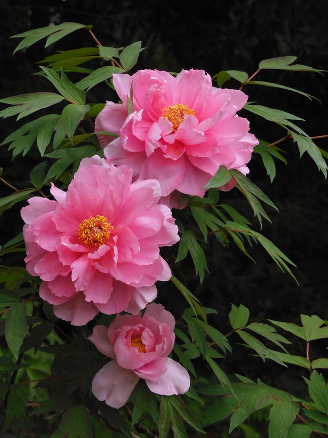 神代植物公園 ぼたん園の牡丹〈1〉八千代椿、島錦、島大臣、八重桜
