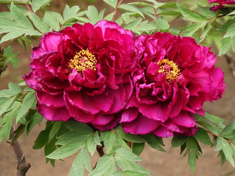 牡丹様♡ 神代植物公園 ぼたん園の牡丹〈1〉八千代椿、島錦、島大臣、八重桜