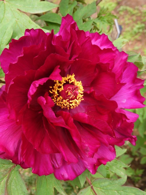 神代植物公園 ぼたん園の牡丹〈1〉八千代椿、島錦、島大臣、八重桜