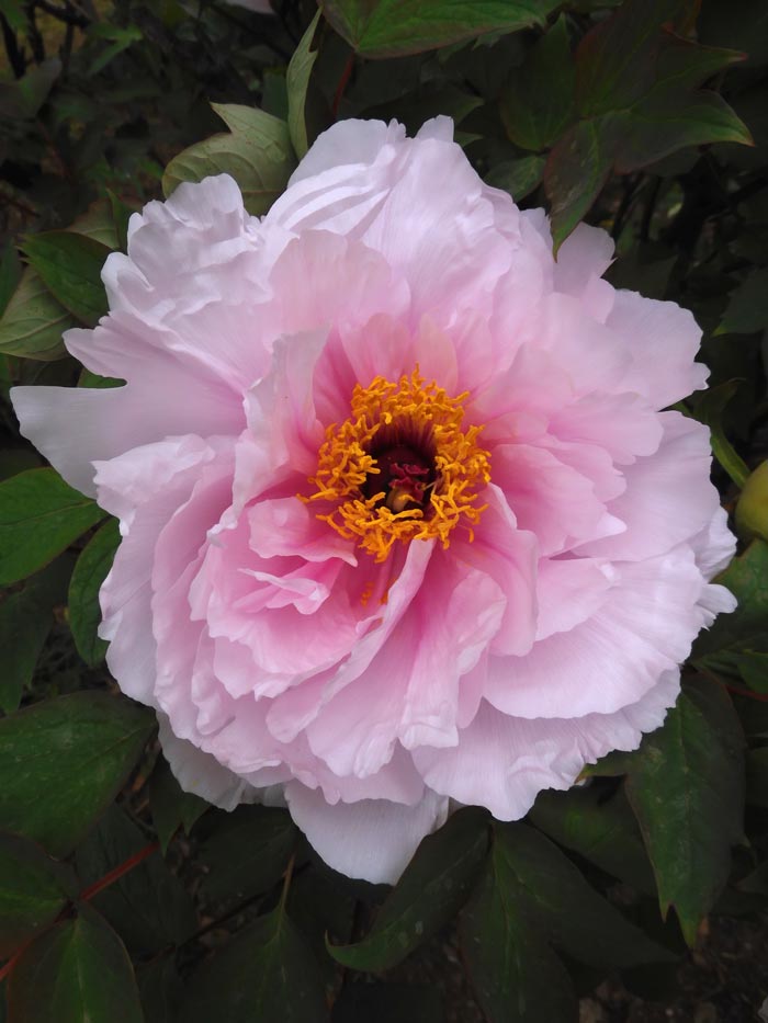 神代植物公園 ぼたん園の牡丹〈1〉八千代椿、島錦、島大臣、八重桜