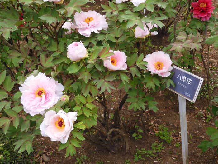 牡丹ページです♡ 園芸ネット本店｜牡丹（ぼたん）：扶桑司（ふそうつかさ）3～4年生苗7