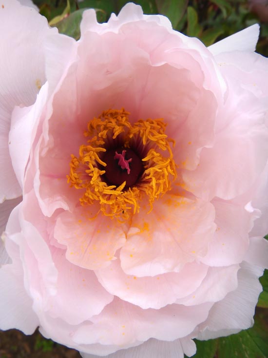 神代植物公園 ぼたん園の牡丹〈1〉八千代椿、島錦、島大臣、八重桜